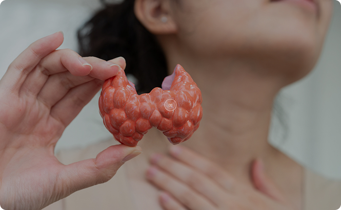Person holding a thyroid anatomy model near their neck