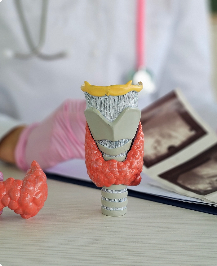 Thyroid and larynx anatomy model on a desk with a doctor in the background