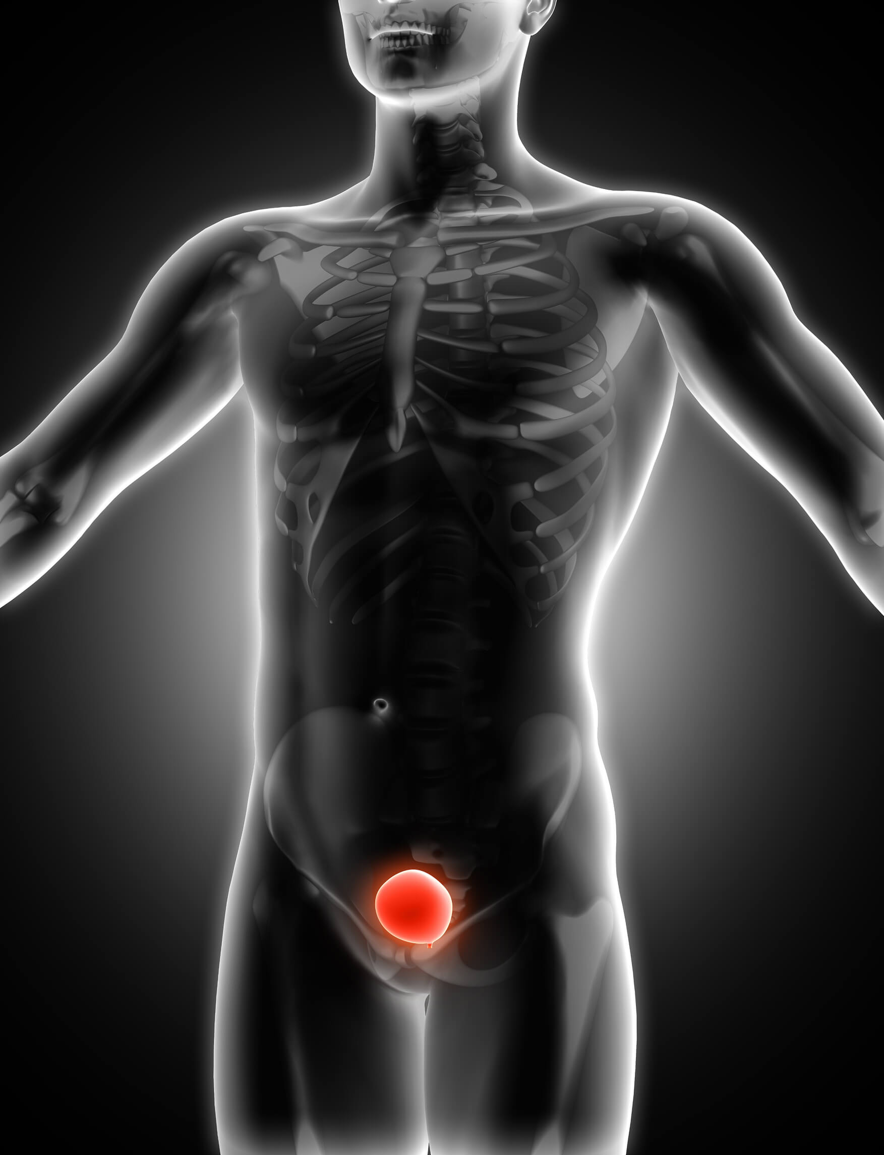 X-ray style illustration of the male body with the bladder highlighted in red