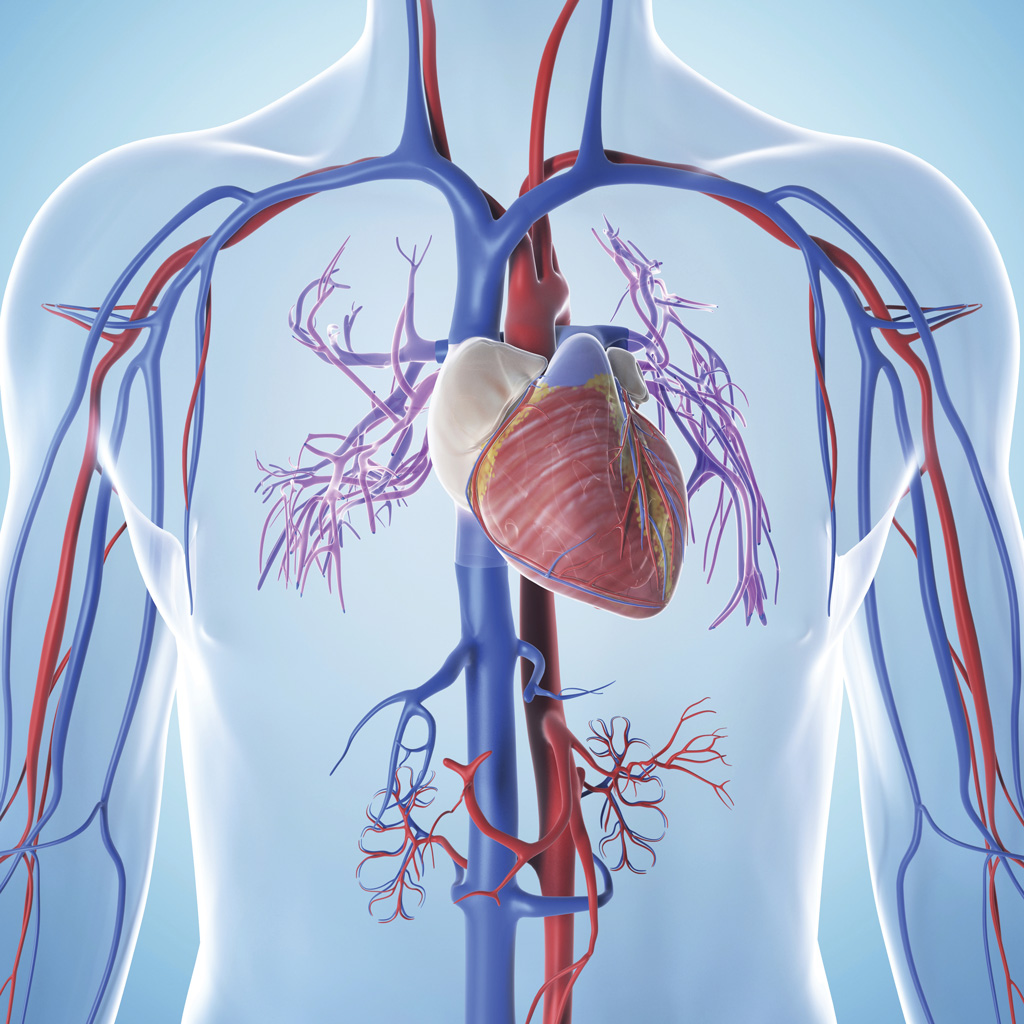 Illustration of the human vascular system showing arteries and veins
