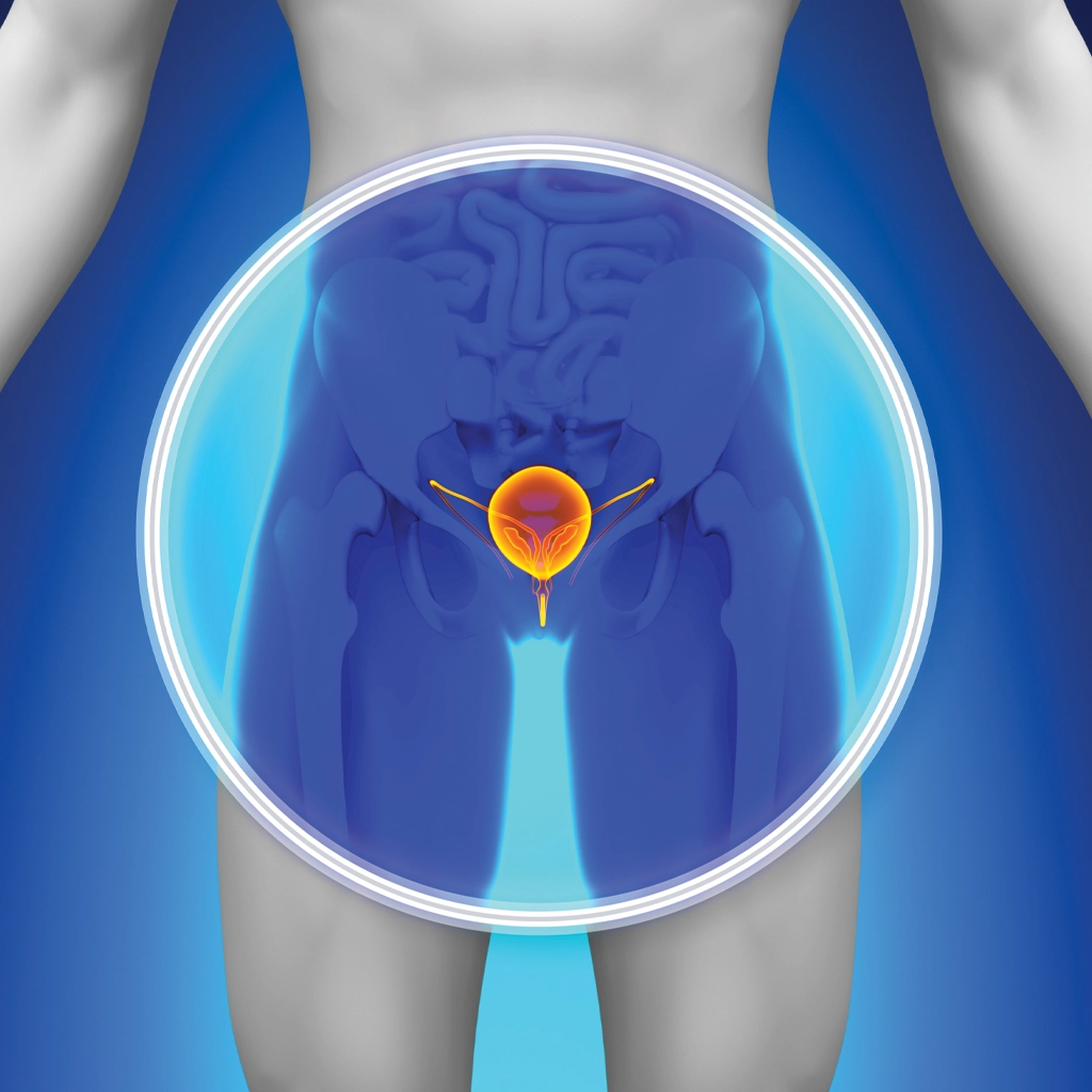 Anatomical illustration of the prostate gland