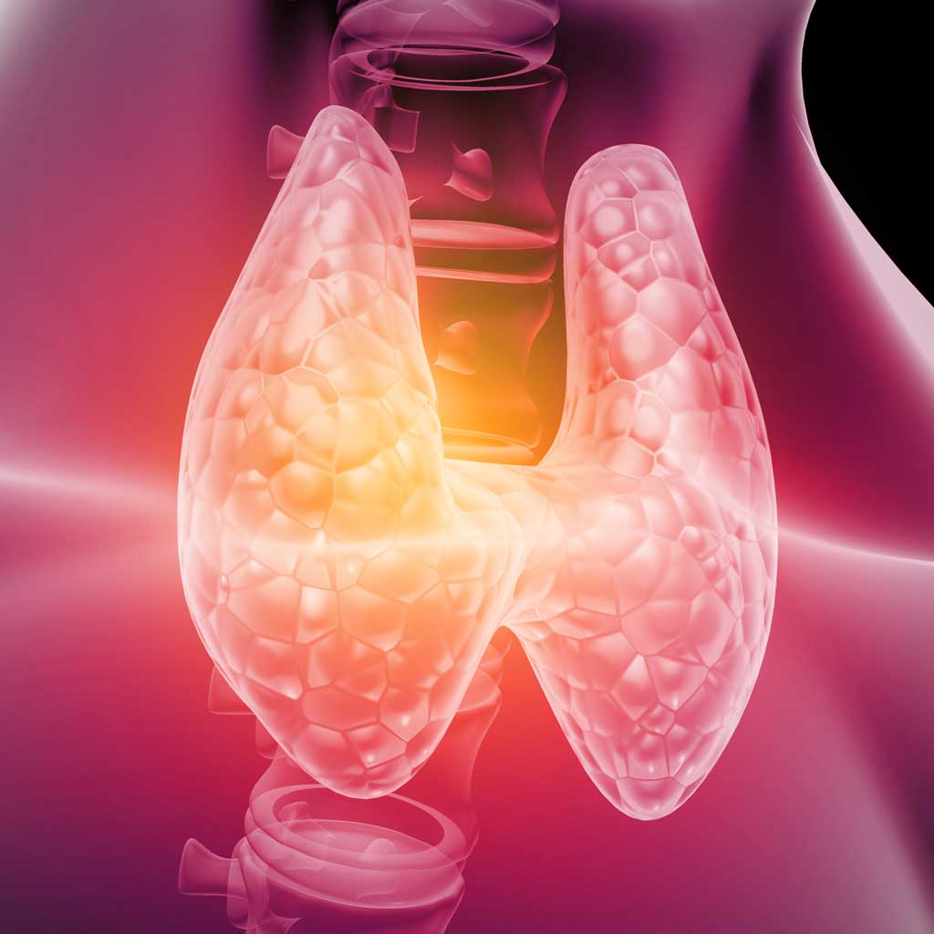 3D anatomical illustration of the thyroid gland in the neck