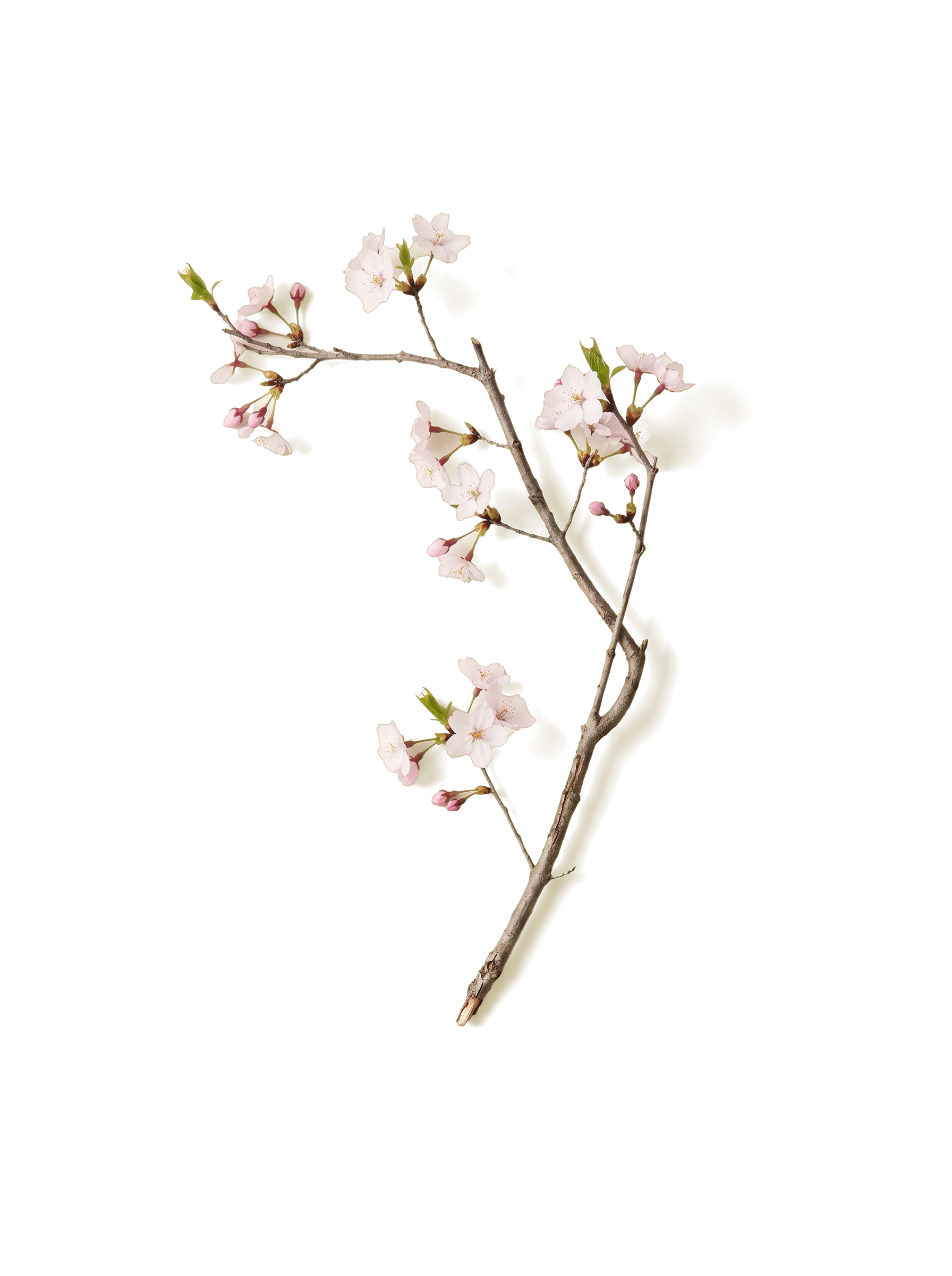 A cherry blossom branch in bloom