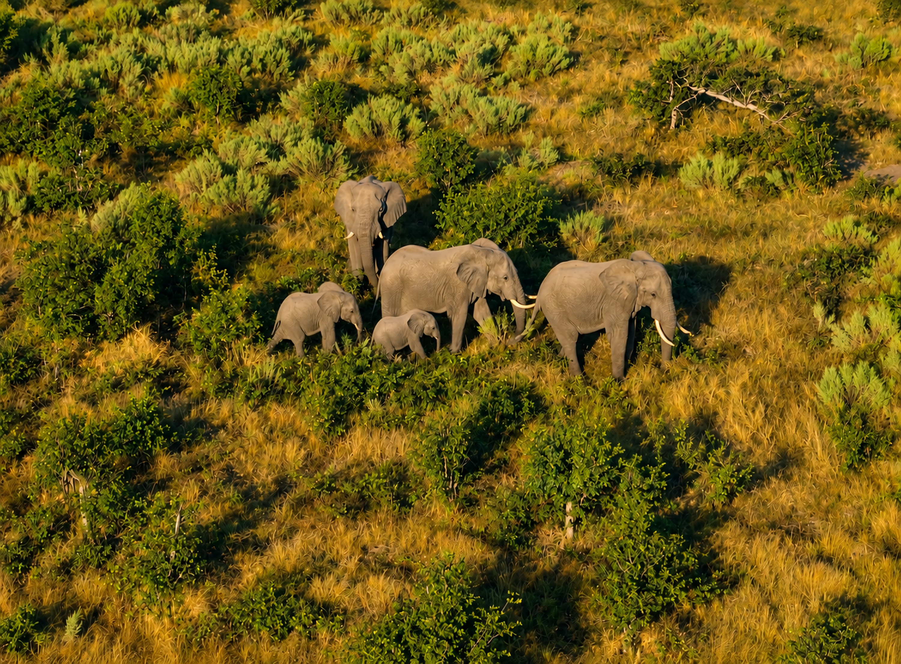 A family of elephants walking together through the savanna, seen from above
