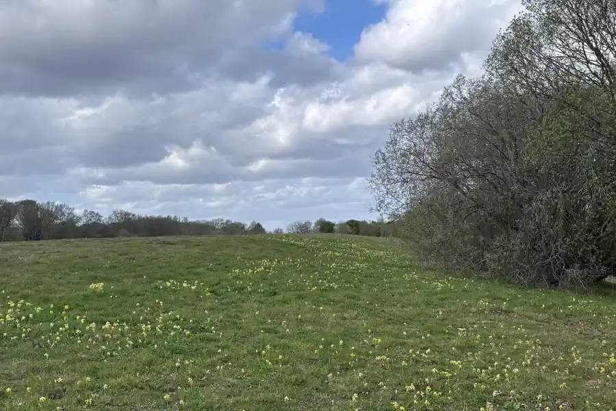Cowslips flowering in grassland beside scrub at Priors Farm, Fingringhoe