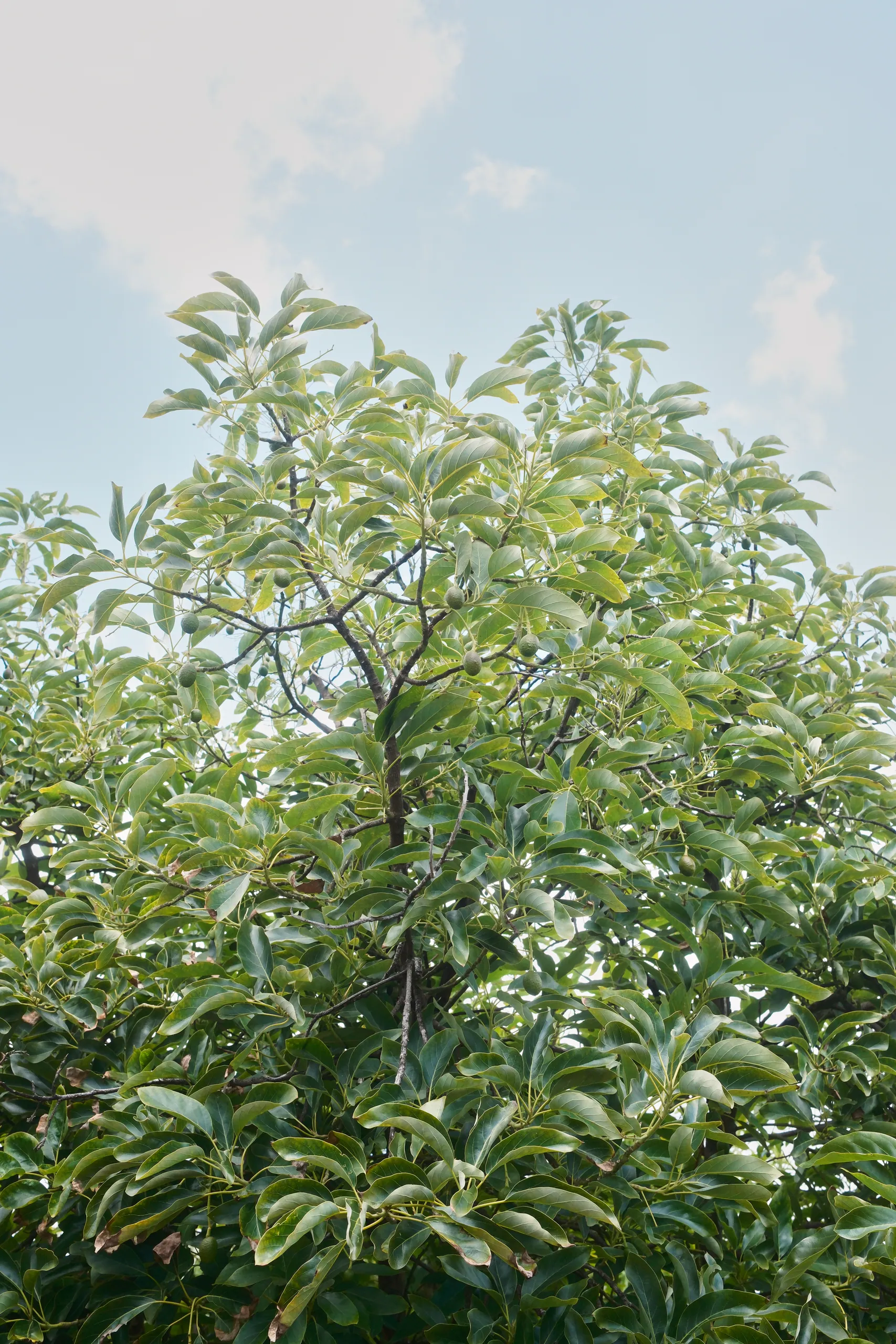 Tall avocado tree canopy reaching into a blue sky with soft white clouds