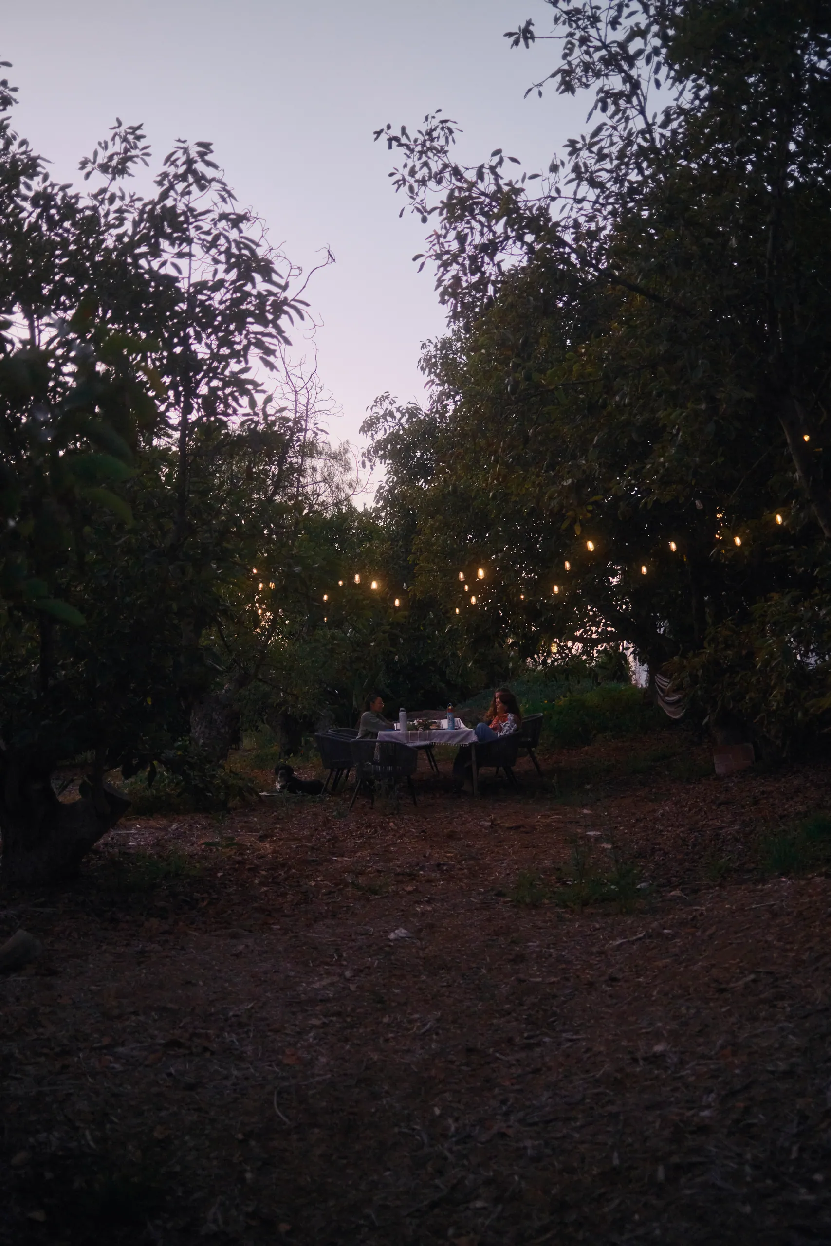 Guests at a long table under string lights among the trees at dusk
