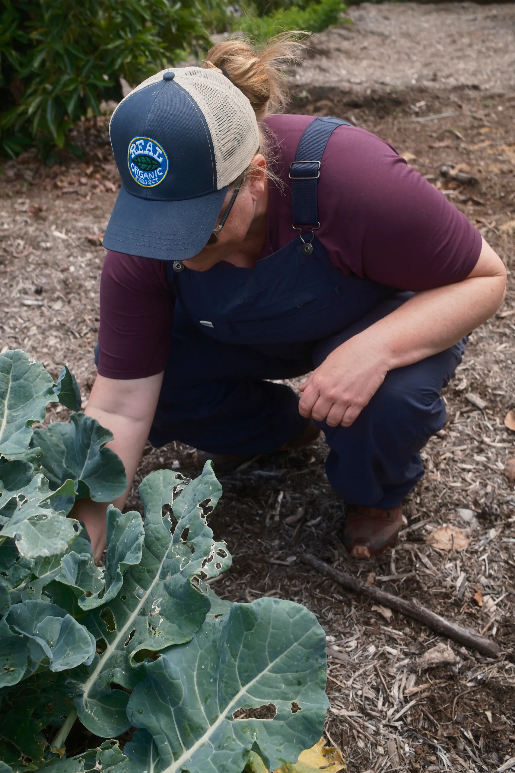 Farmer in overalls and a trucker cap crouching to check broccoli plants in a mulched bed