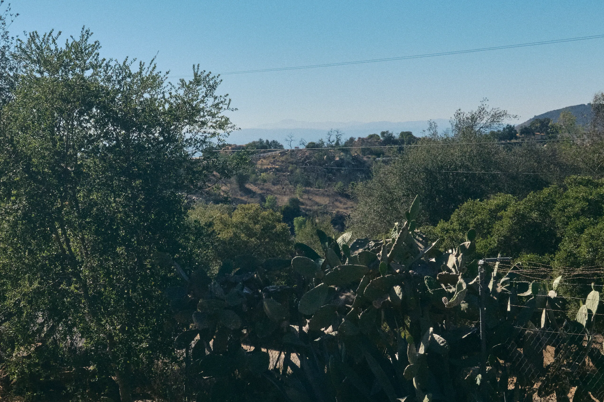 Wide view of prickly pear cactus, oak trees and rolling hills under a clear sky in Valley Center