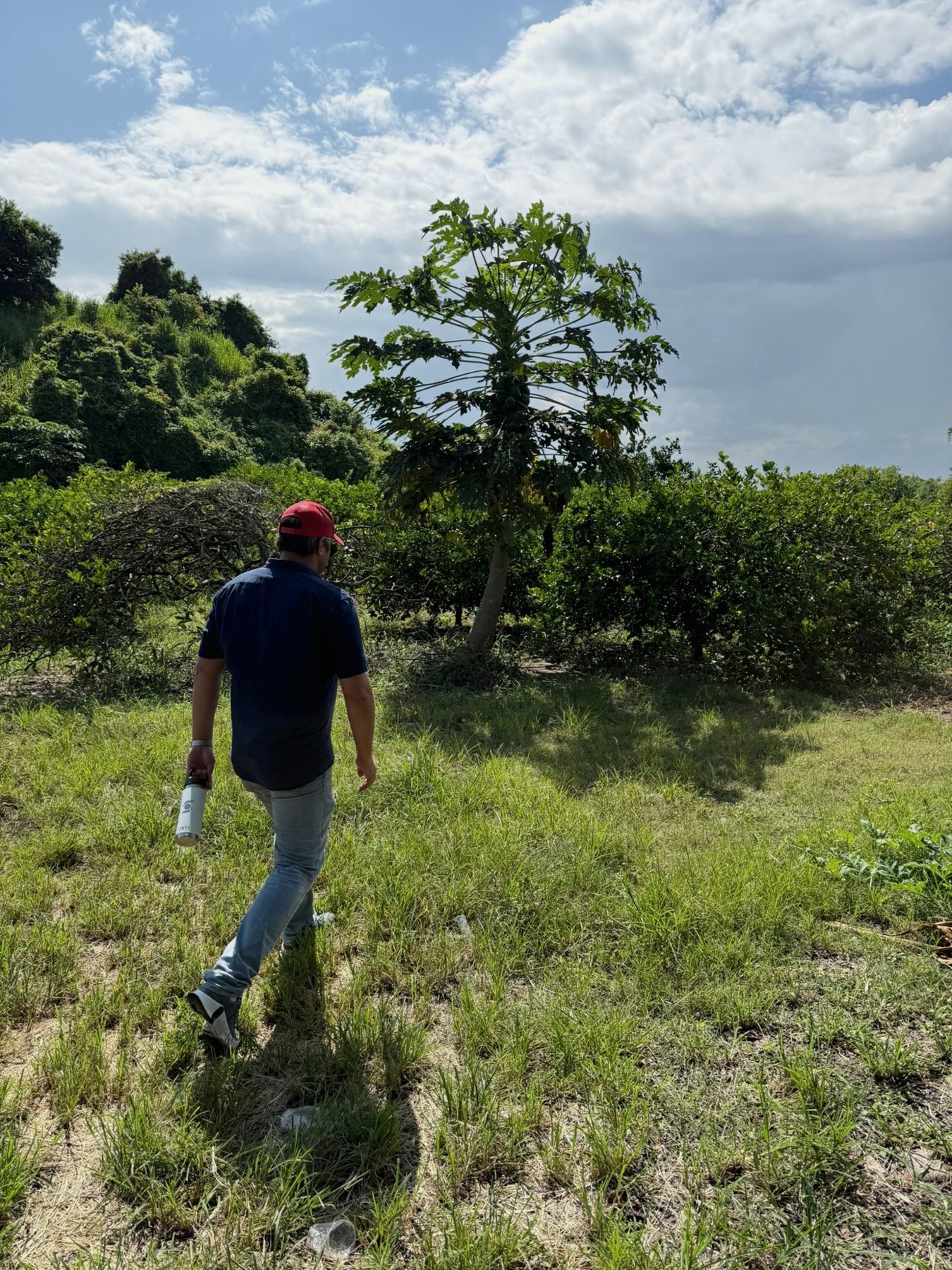 Walking into a citrus orchard in Mexico