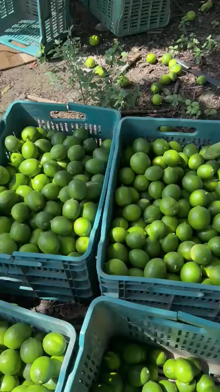Freshly picked DON BENITO limes