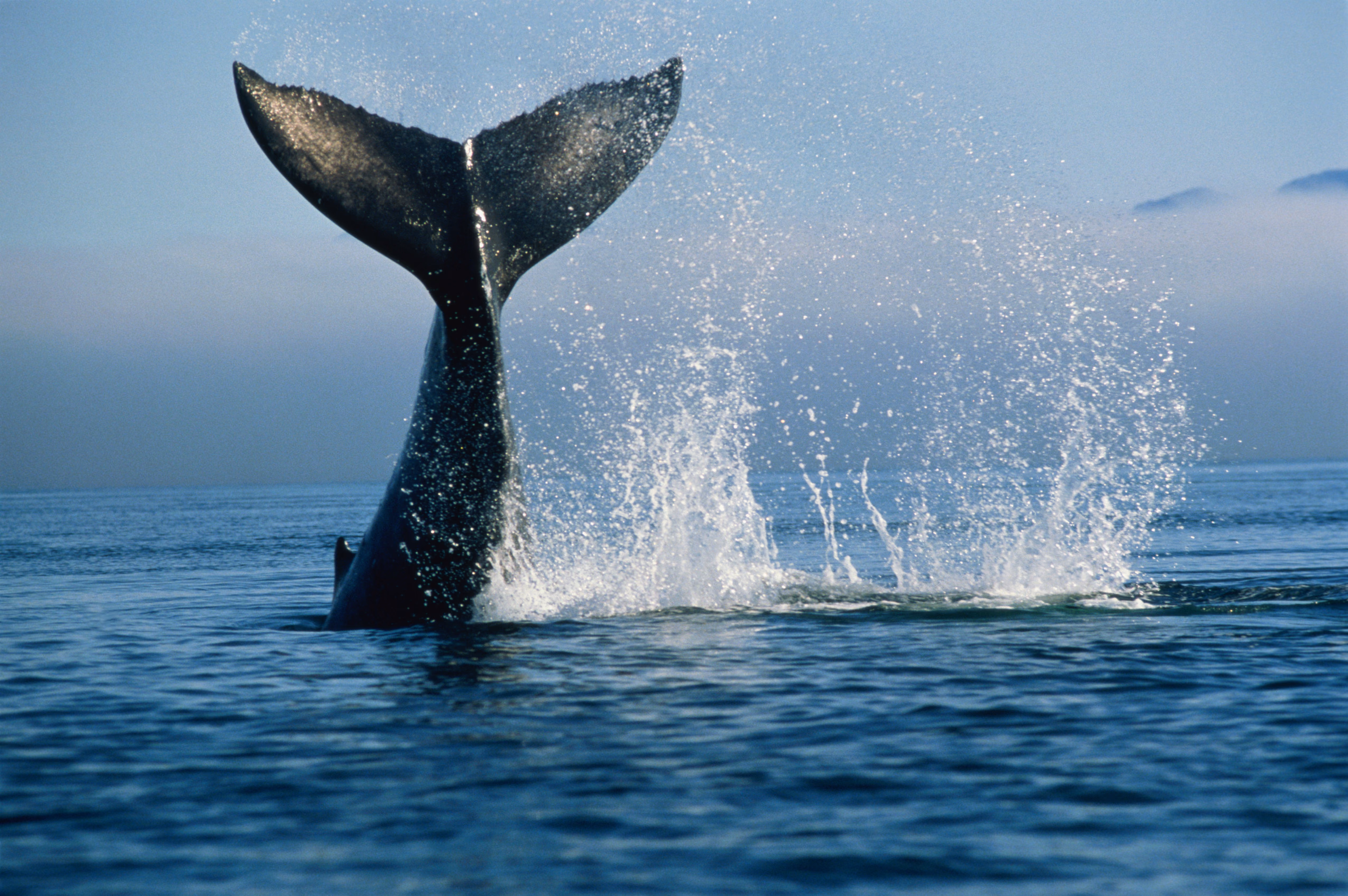 Whale tail splashing out of the water