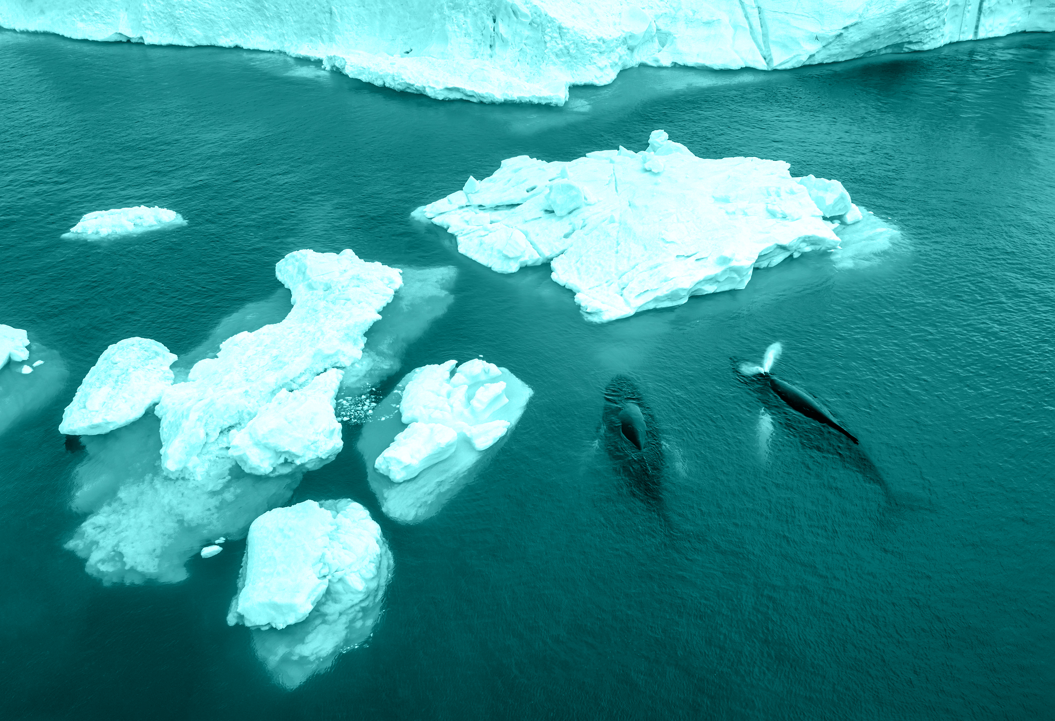 Two whales among broken ice