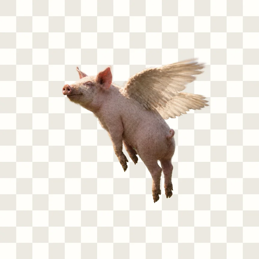 The pig alone as a transparent PNG