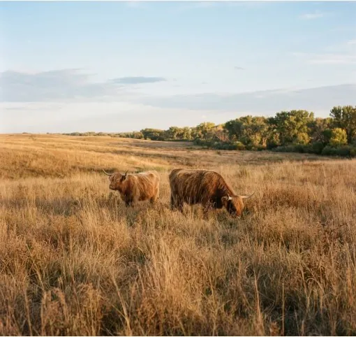 Highland cattle grazing in golden prairie grass