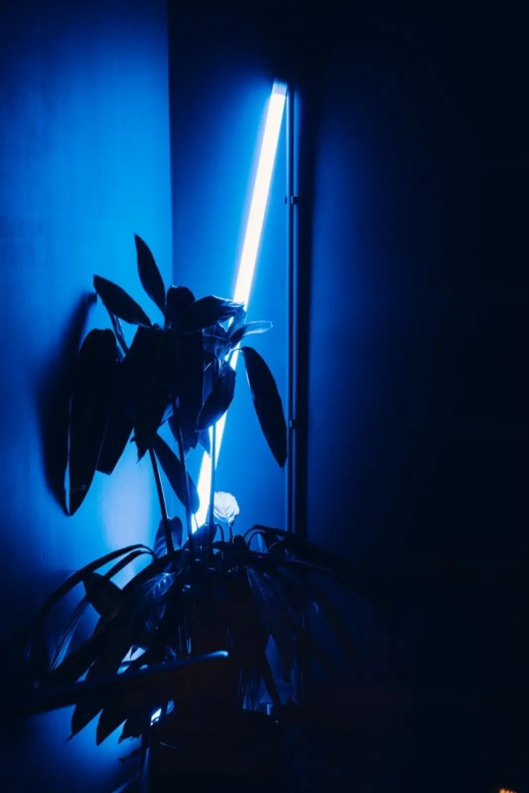 Blaues Neonlicht hinter einer Pflanze
