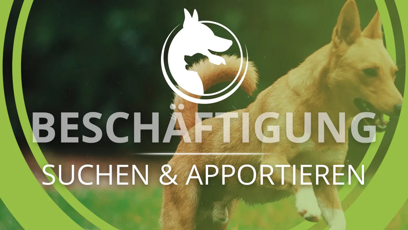 Suchen & Apportieren Beschäftigungstraining