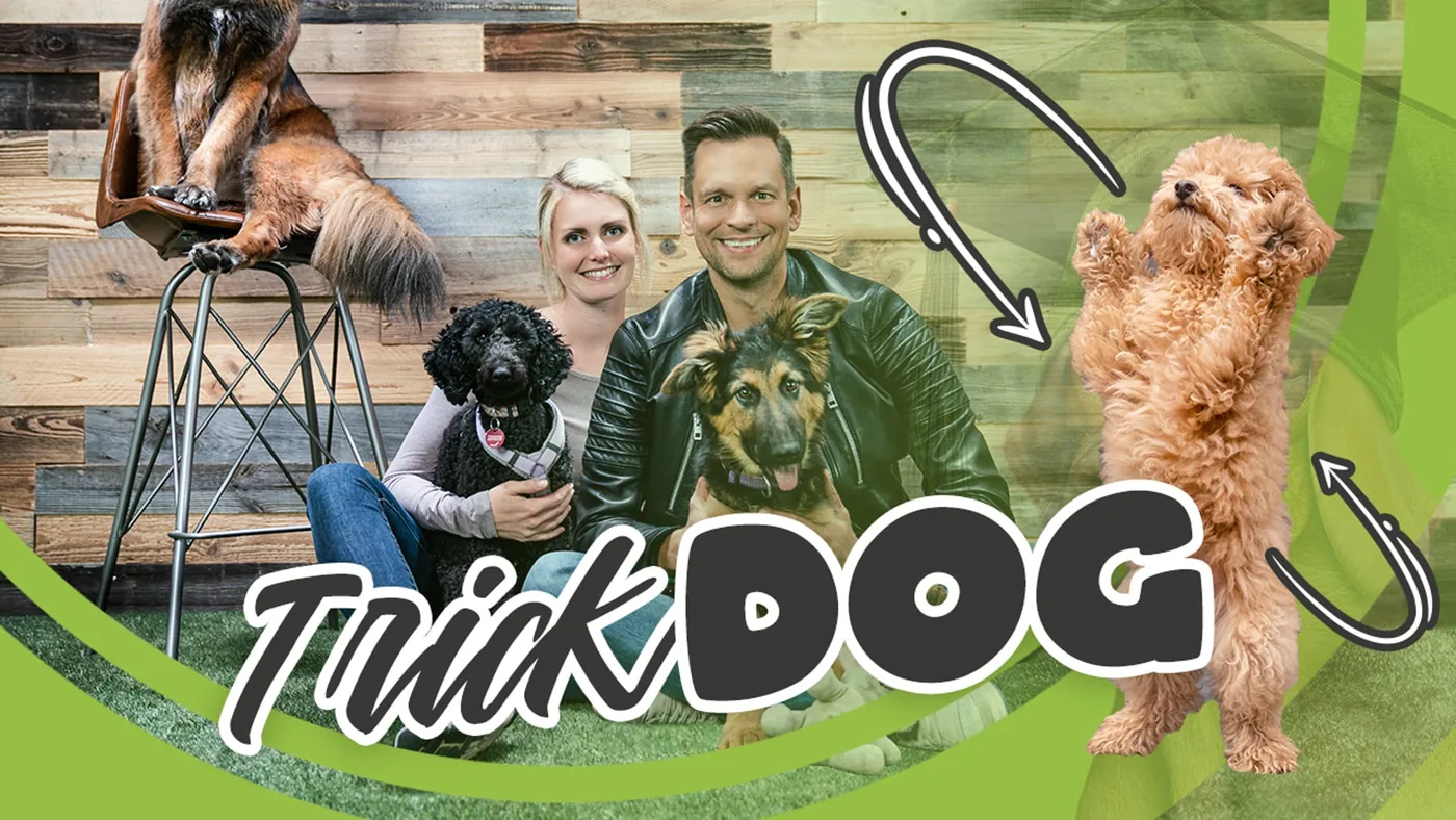 Der Trickdog-Kurs