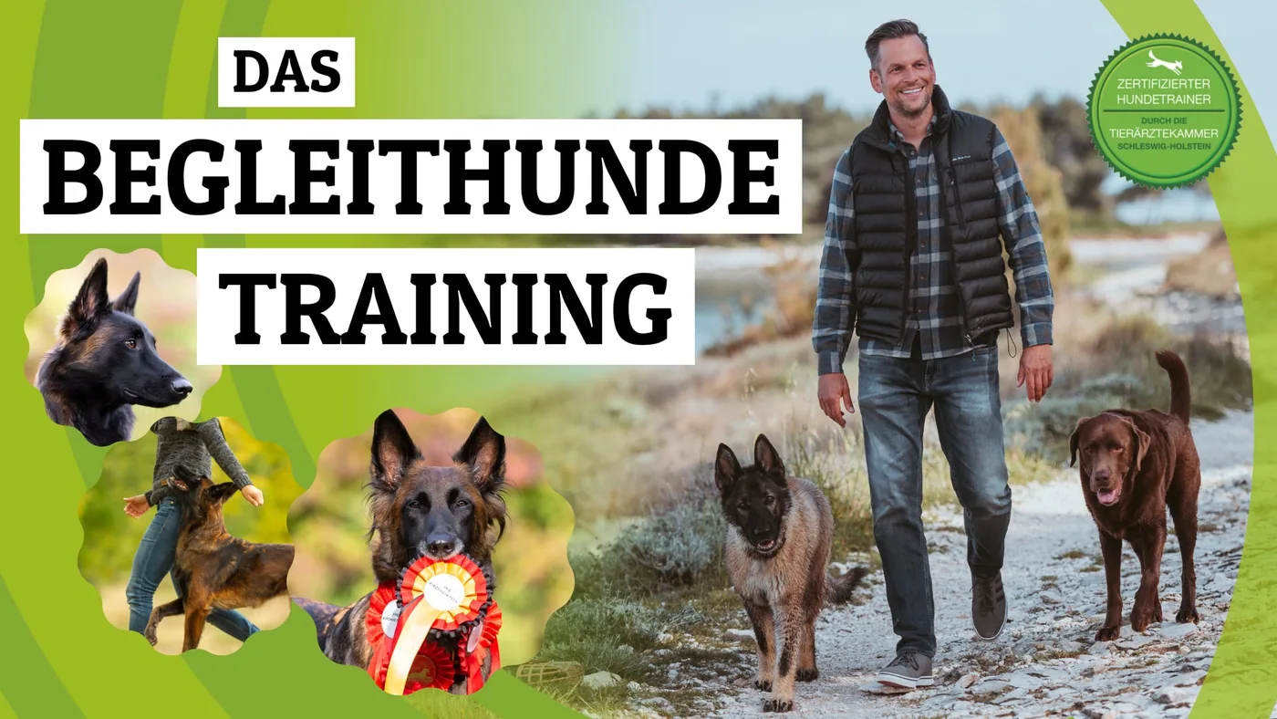 Fit für Begleithunde