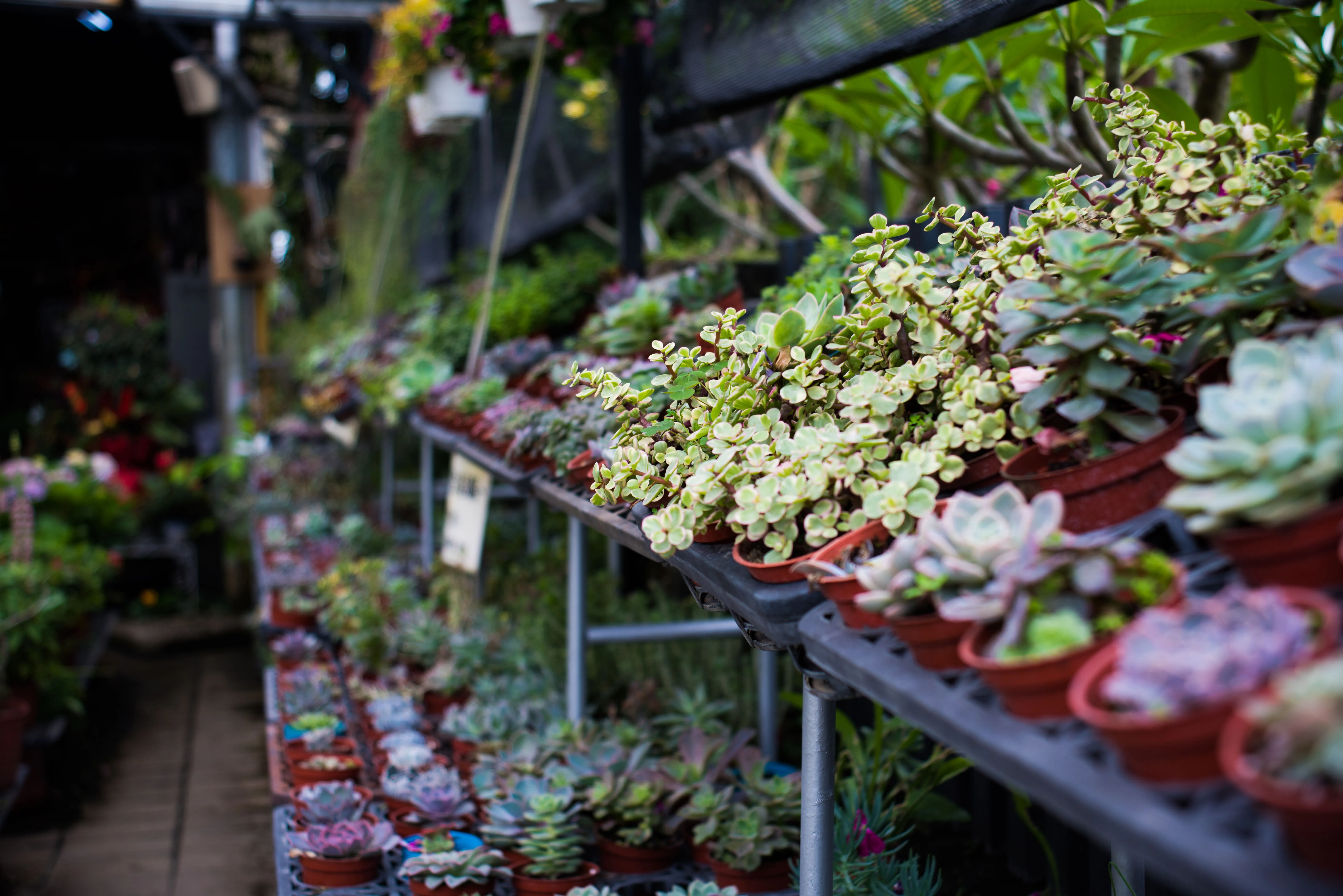 Shelves of potted plants in an independent plant nursery