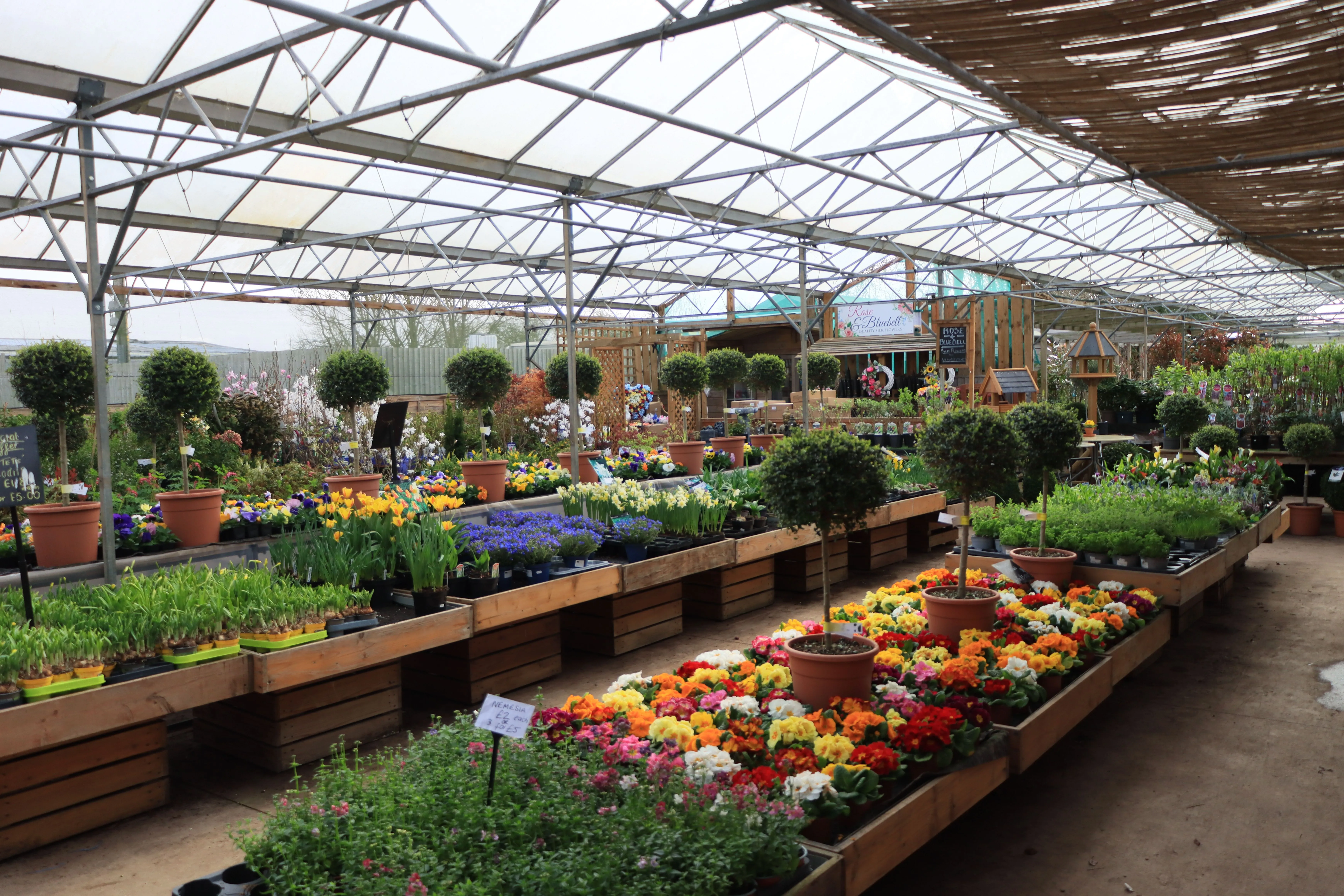 Garden centre polytunnel with tables of spring flowers and topiary