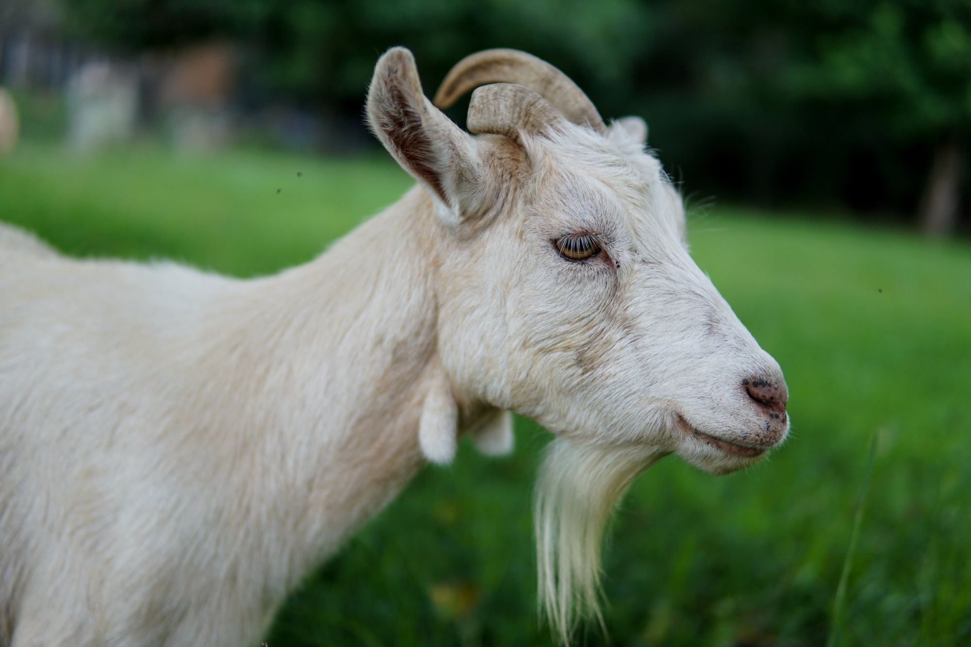Profile of a white goat on the North Carolina farm
