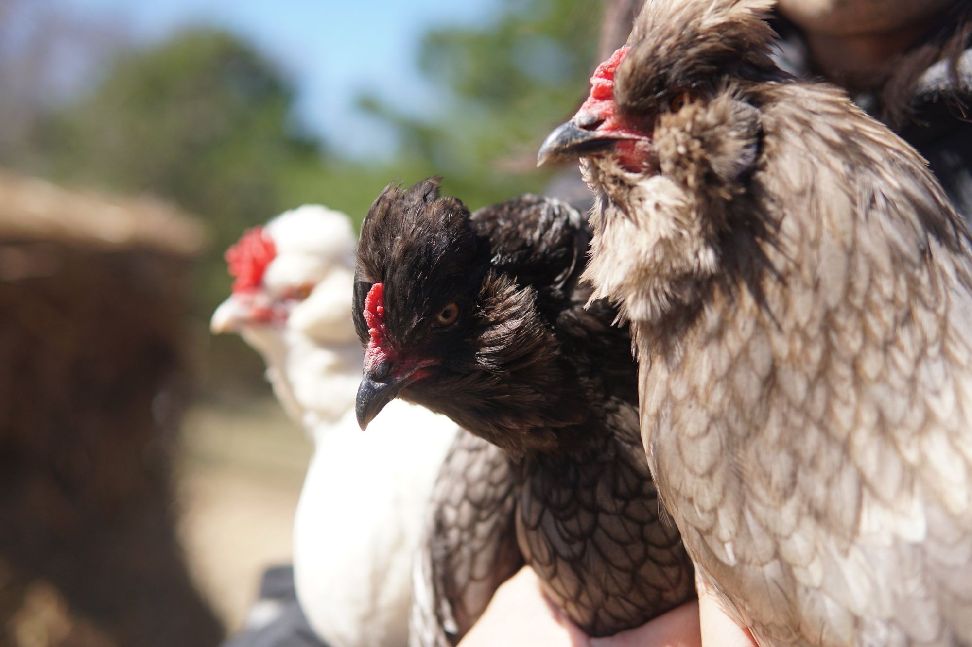 Hens held gently by their farmer
