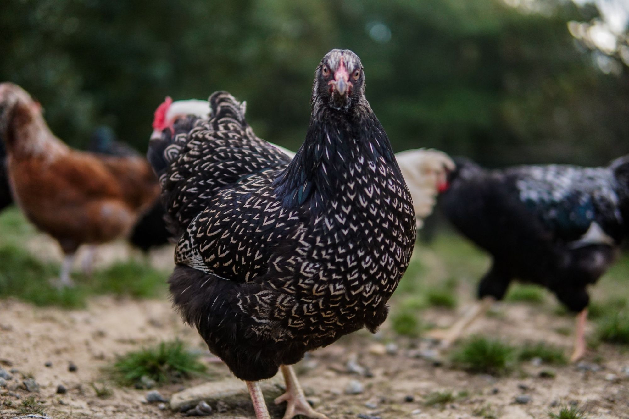 Free-range barred hen on the North Carolina farm