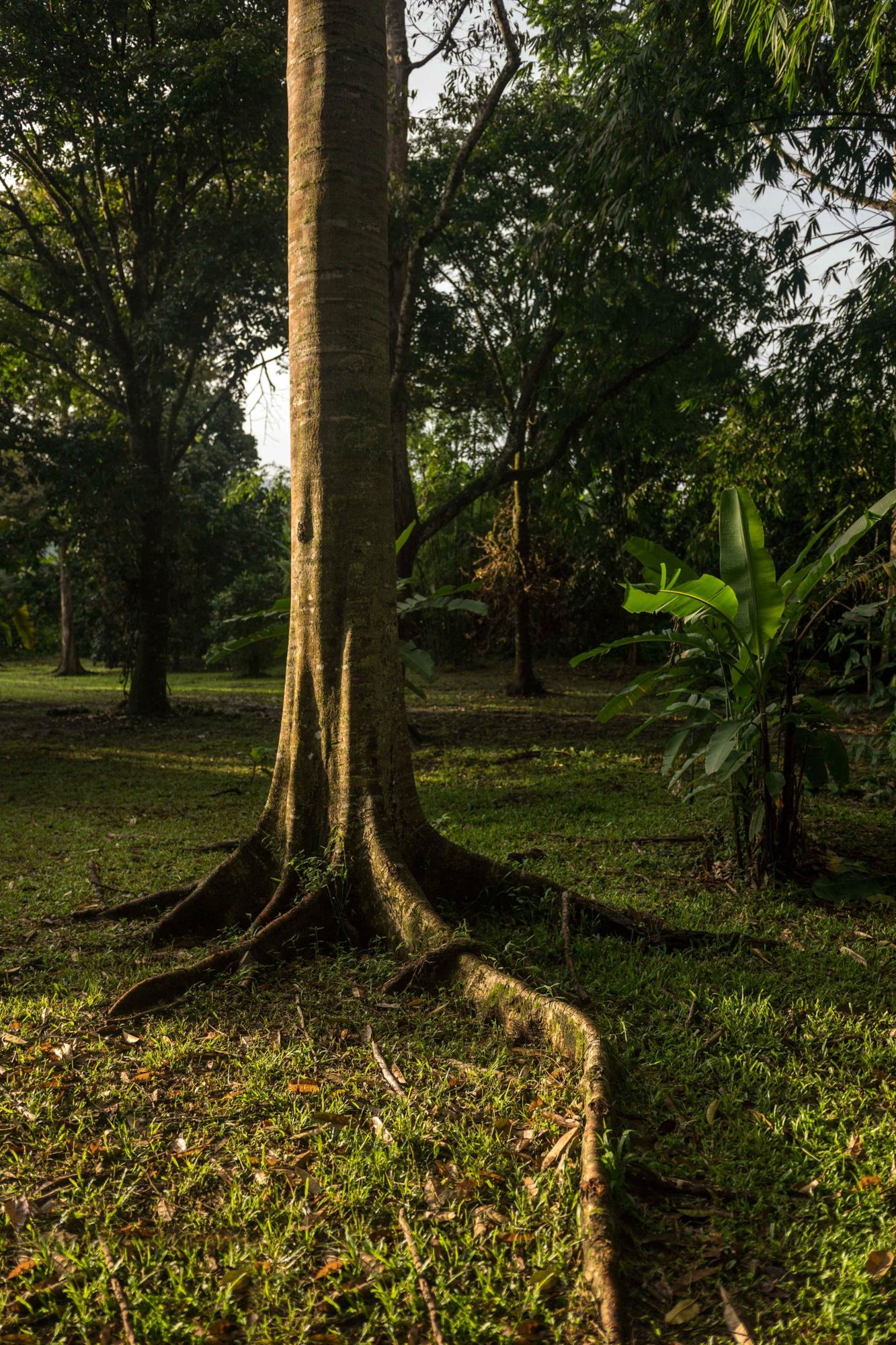 Buttress roots of a tall tropical tree in late afternoon light, Malaysia