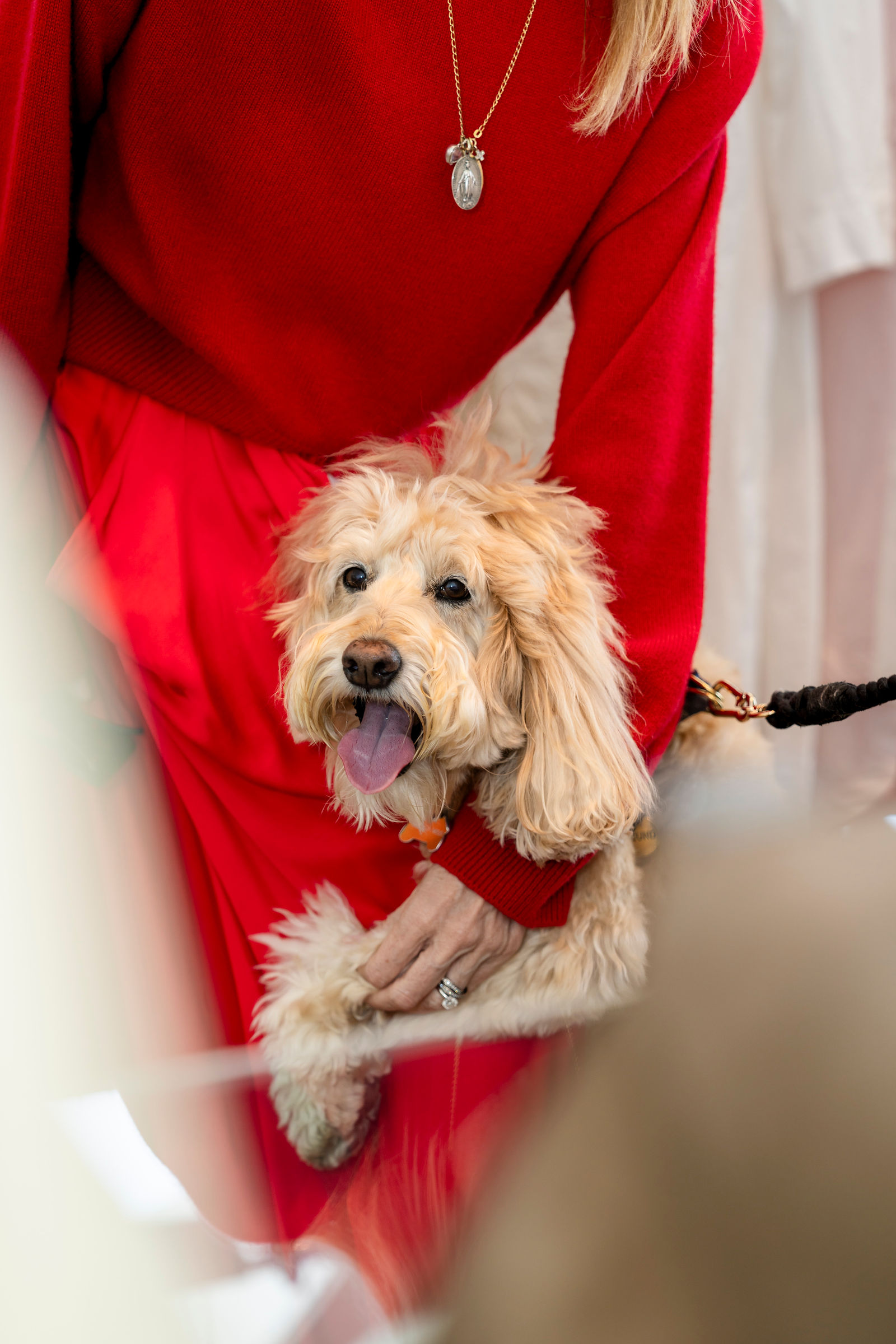 A golden doodle at the celebration