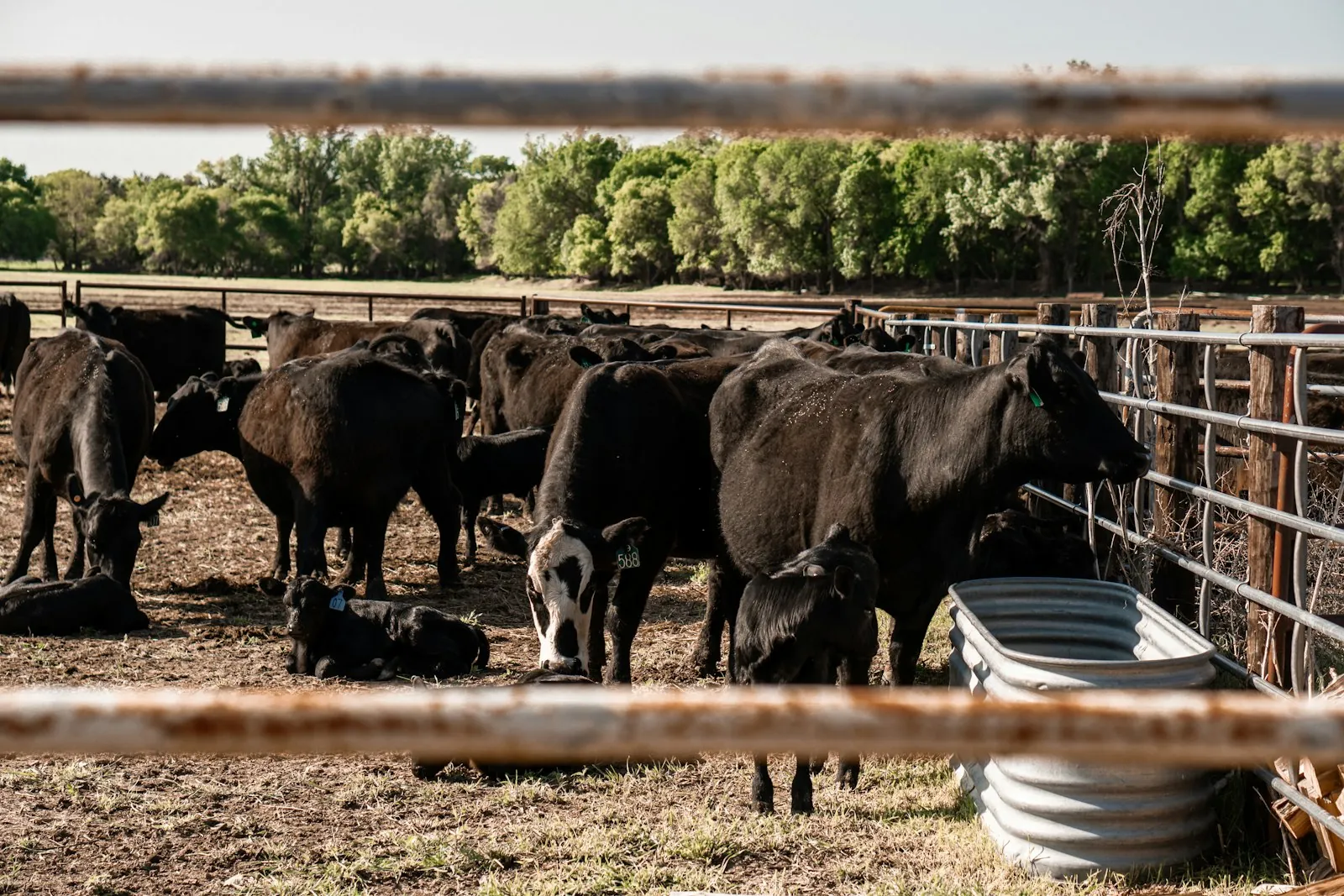 Black Angus cattle at a feed bunk behind a pipe fence in Nebraska