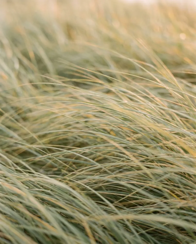 Soft grass texture