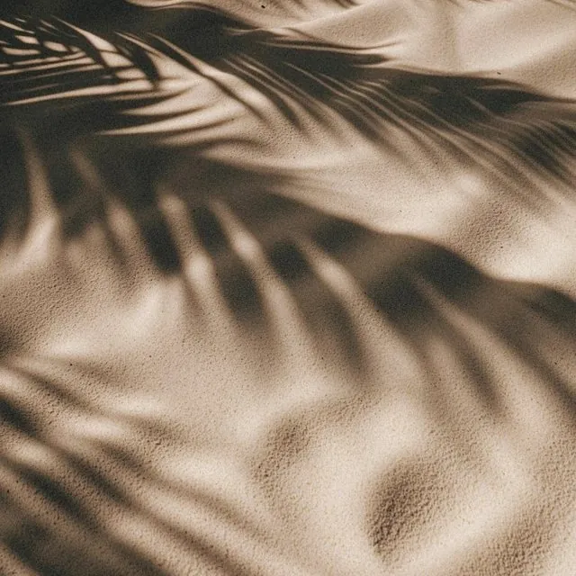 Palm leaf shadows on a warm sand wall