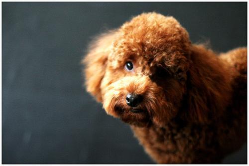 Tobia