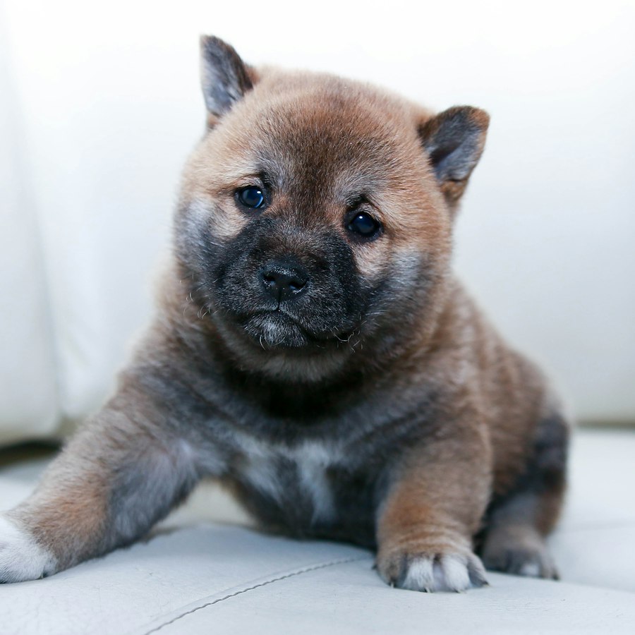 Kumo