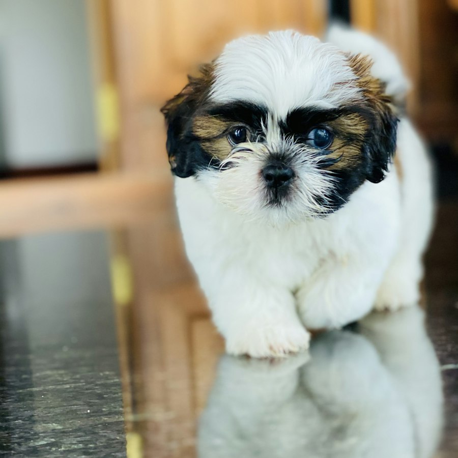 Mei