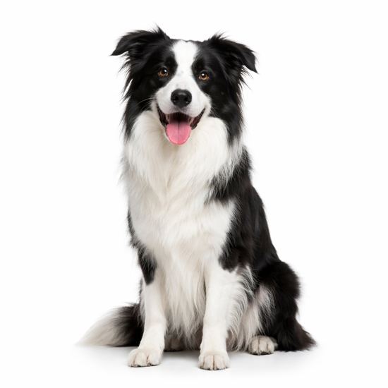 Border collie