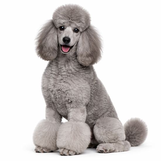 Barbone standard