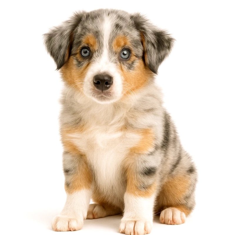 Australian Sheperd