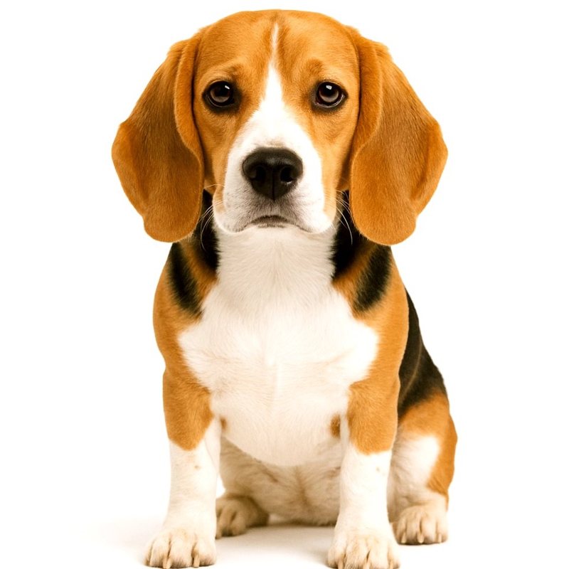 Beagle