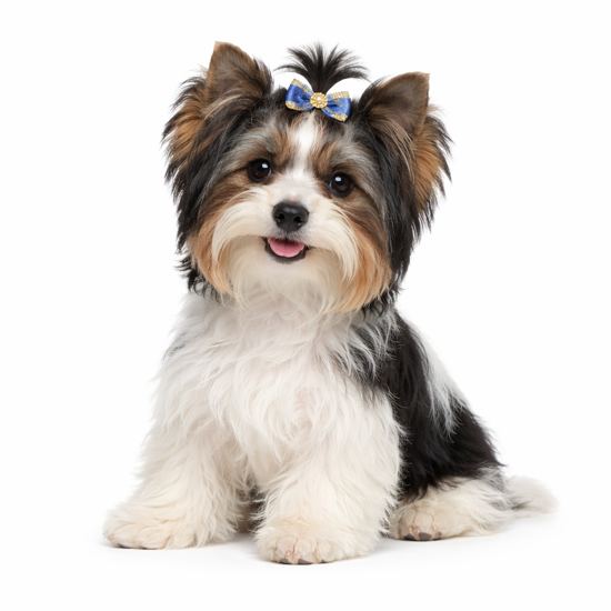 Biewer Terrier