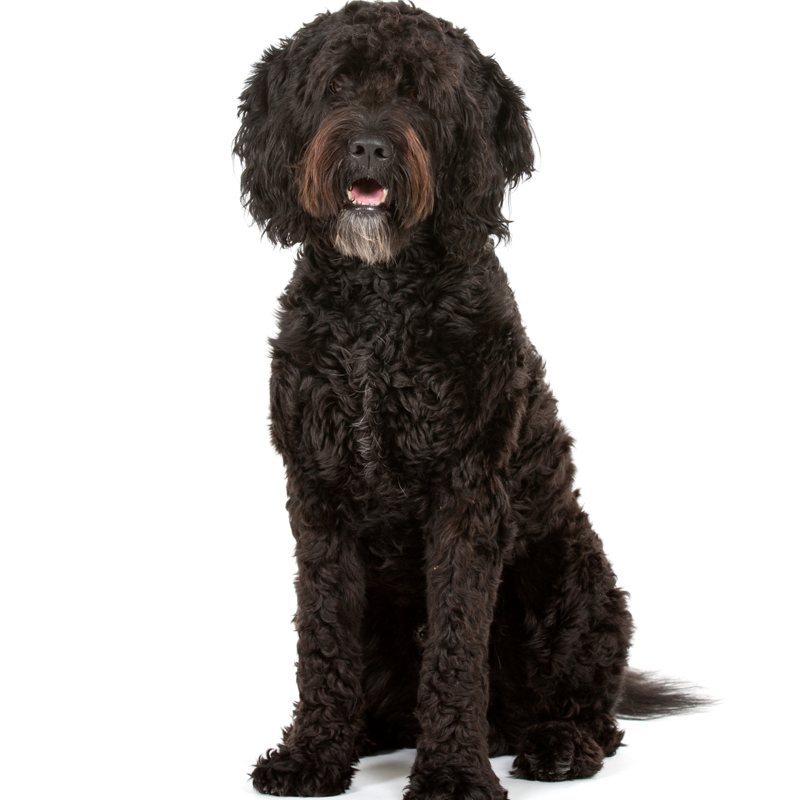 Barbet