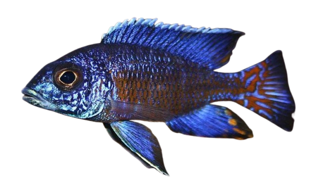 Aulonocara stuartgranti, a Lake Malawi peacock cichlid