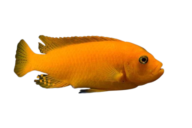 Maylandia estherae, the red zebra cichlid of Lake Malawi