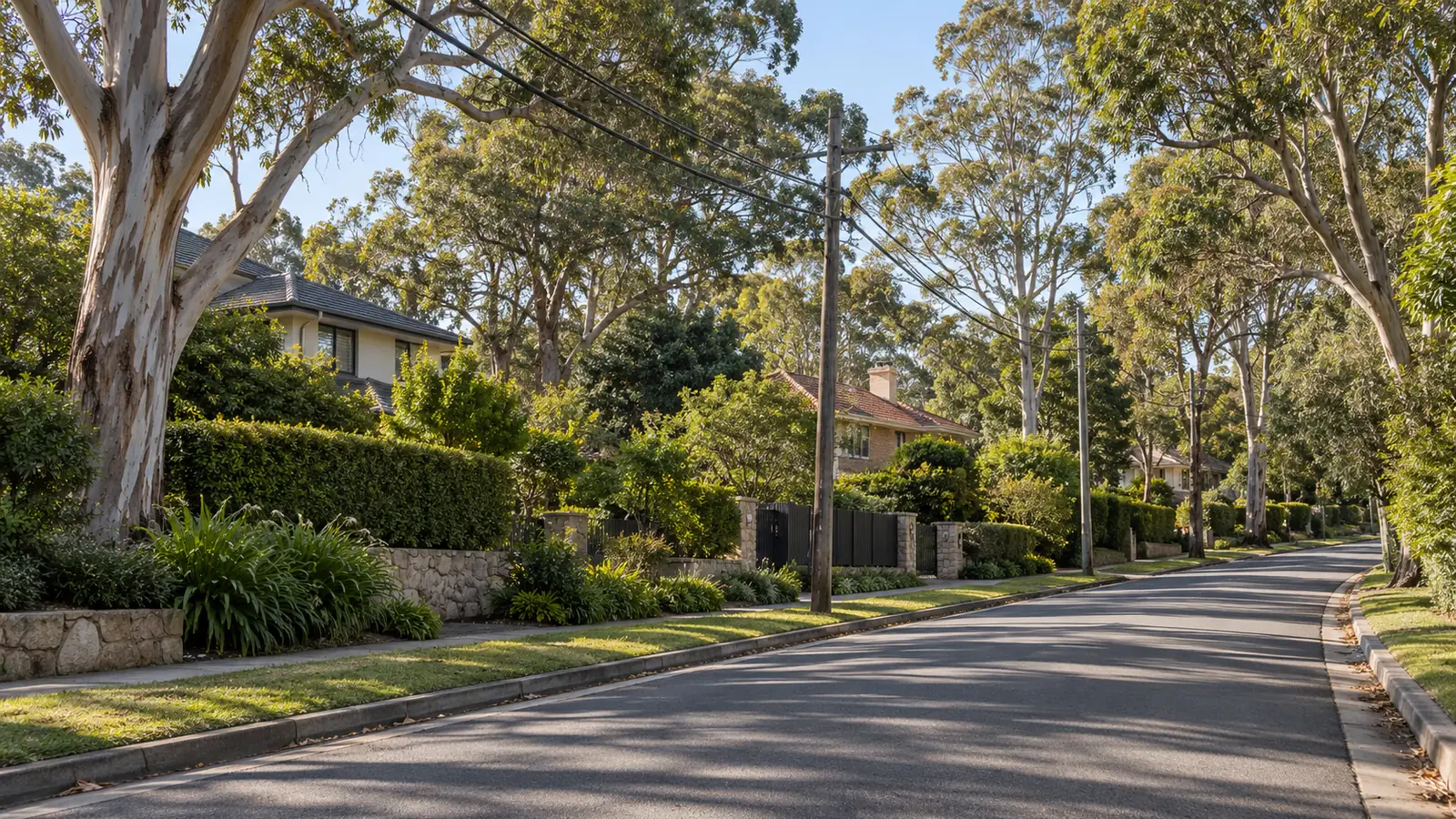 Upper North Shore street with tall gum trees and overhead power lines