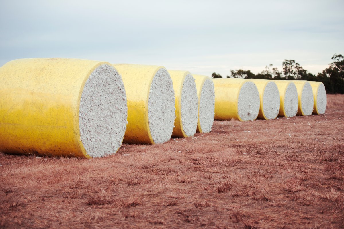 Round cotton modules wrapped in yellow plastic lined up in a paddock