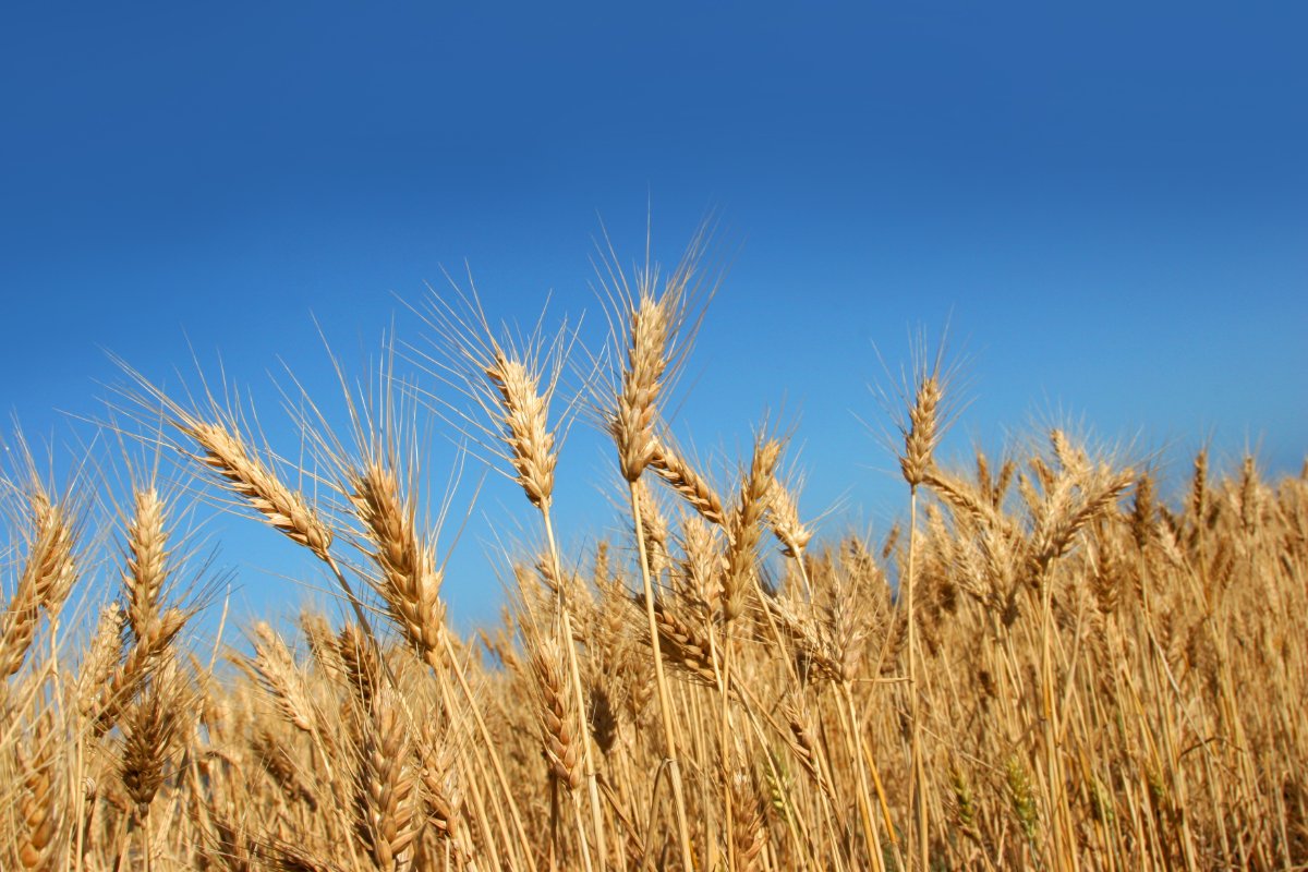 Ripe wheat heads against a clear blue sky