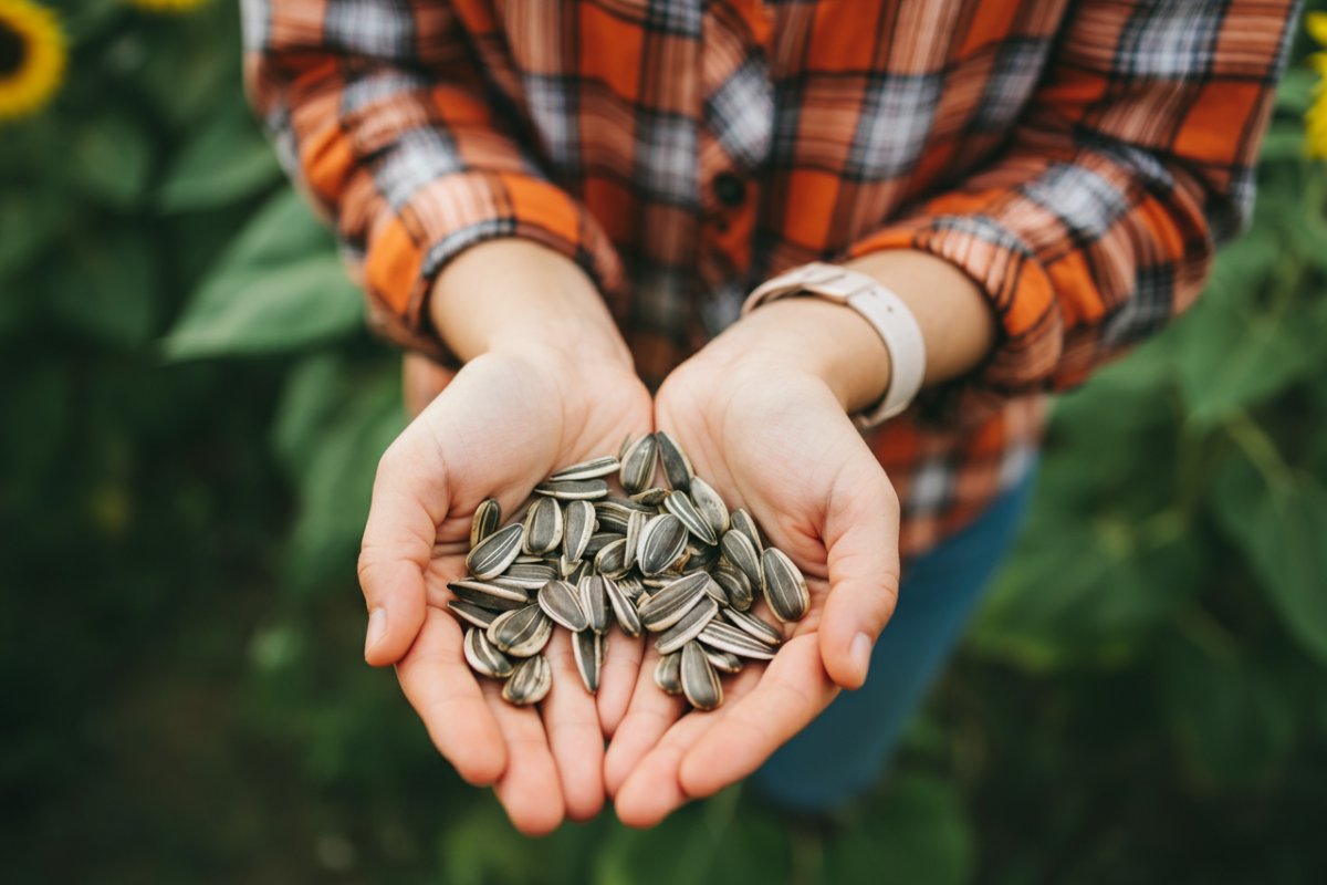 Cupped hands holding a pile of sunflower seeds