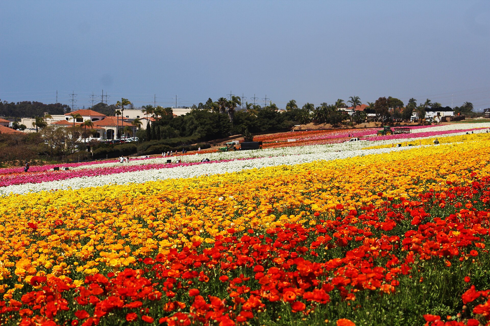 Rows of flowers at the Carlsbad Flower Fields, San Diego County