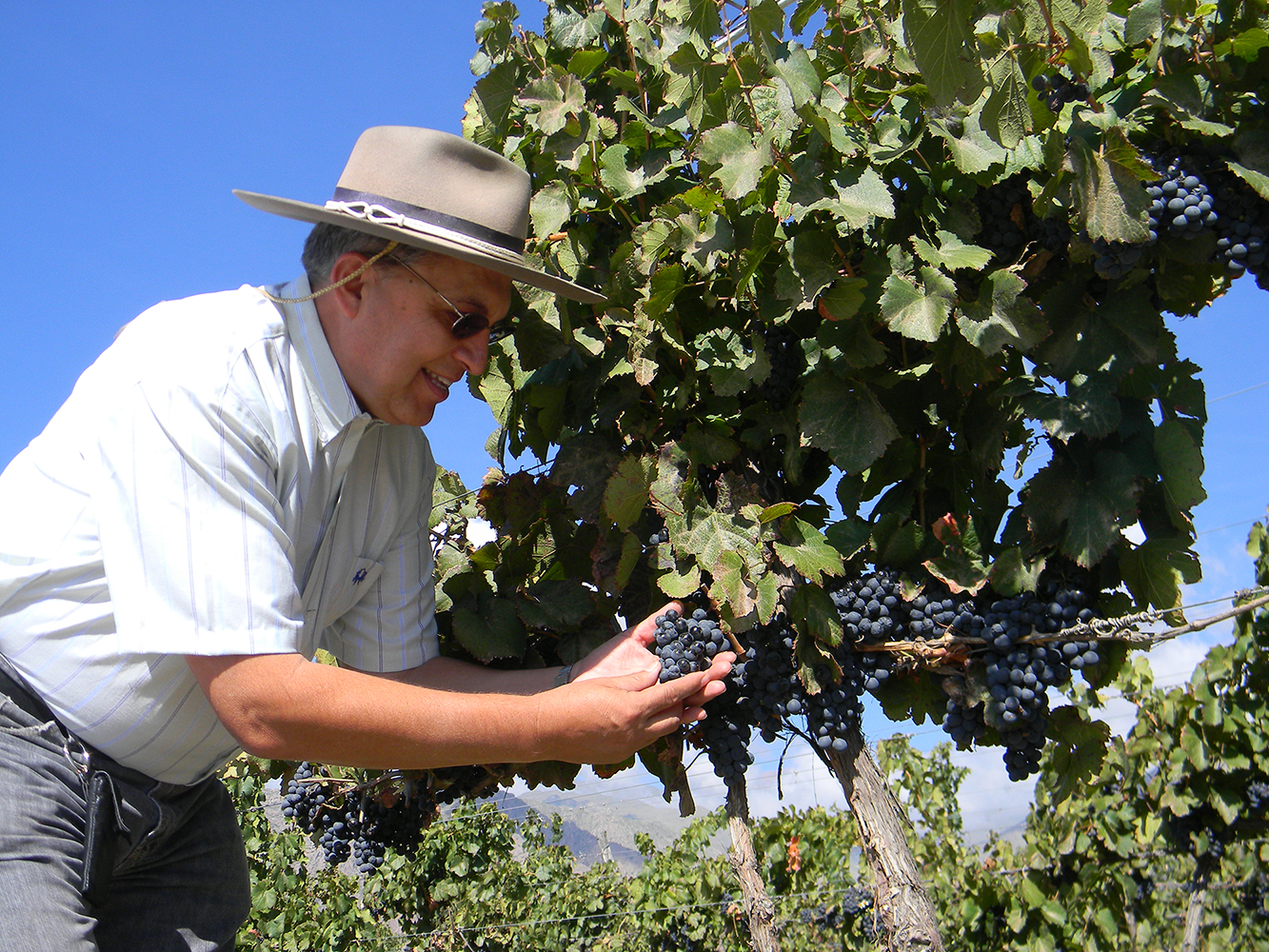 Harvest experience in Cafayate